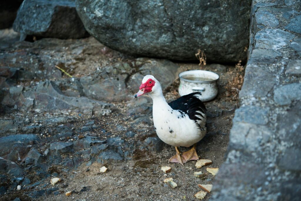 Pato junto a migajas de pan en el suelo, simbolizando el concepto de breadcrumbing.

